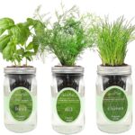 Cómo cultivar plantas en mason jars con hidroponía