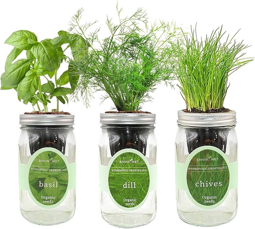 Cómo cultivar plantas en mason jars con hidroponía