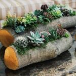 Cómo cultivar plantas para centros de mesa vivos