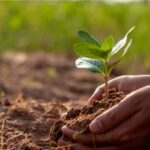 Cómo cultivar plantas para mejorar la salud del suelo