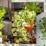 Cómo cultivar pothos en exteriores de forma exitosa