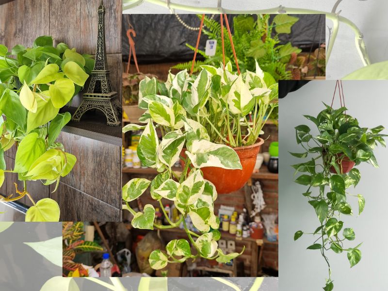 Cómo cultivar pothos en exteriores de forma exitosa