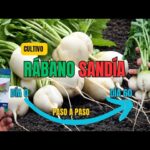 Cómo cultivar rábanos sandía con éxito en tu huerto