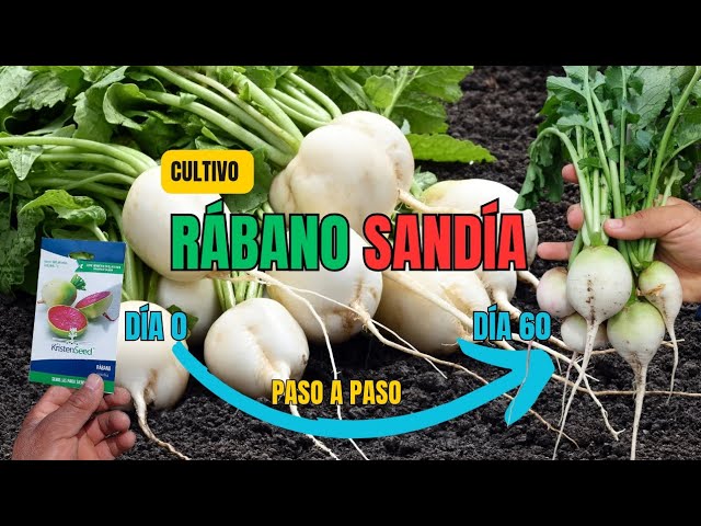Cómo cultivar rábanos sandía con éxito en tu huerto