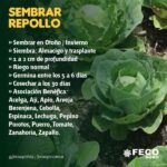 Cómo cultivar repollo de invierno en casa en invierno