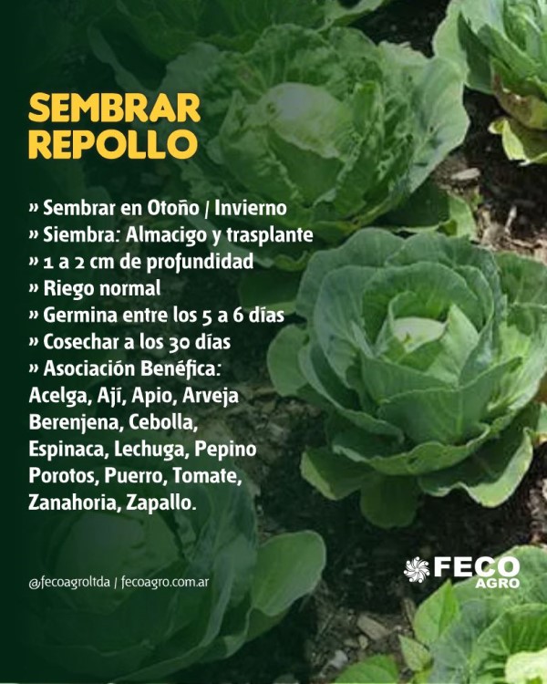 Cómo cultivar repollo de invierno en casa en invierno