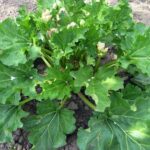 Cómo cultivar Riverside Giant Rhubarb de forma adecuada
