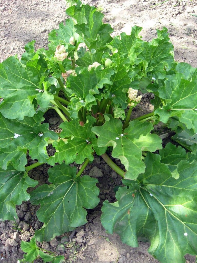 Cómo cultivar Riverside Giant Rhubarb de forma adecuada