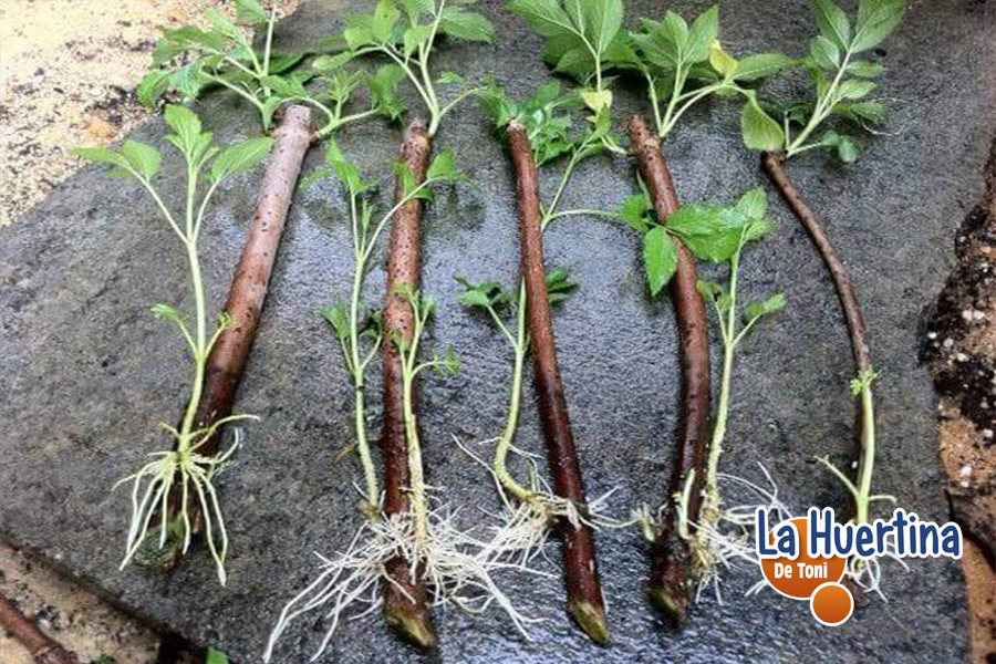 Cómo cultivar saúco de forma adecuada en maceta