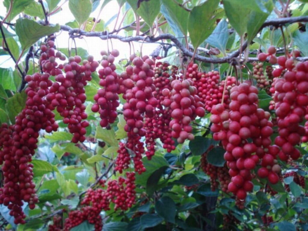 Cómo cultivar Schisandra Chinensis en vides de Magnolia