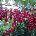 Cómo cultivar Schisandra Chinensis en vides de Magnolia