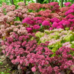 Cómo cultivar sedum en mi jardín de forma exitosa