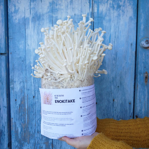 Cómo cultivar setas Enoki en tu hogar de forma sencilla