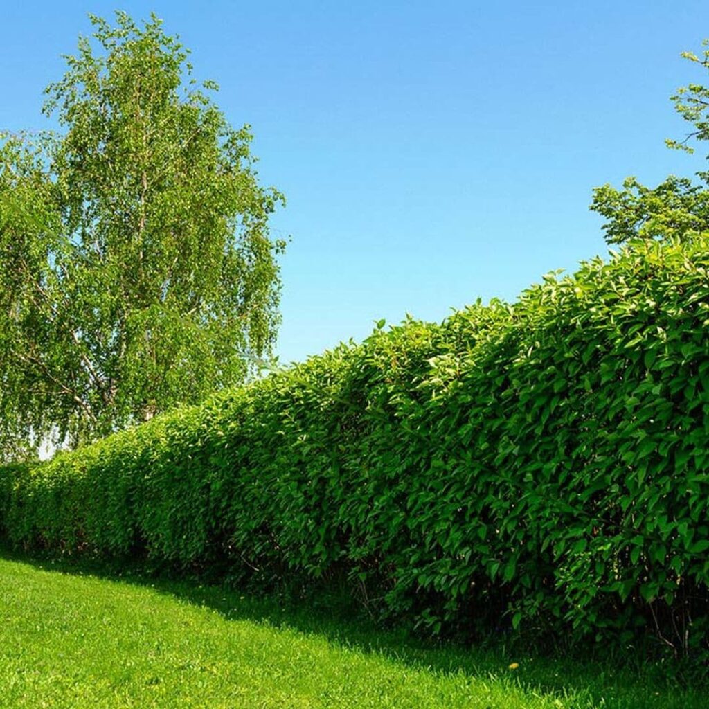 Cómo cultivar setos perennes en zona 7 para paisaje verde constante