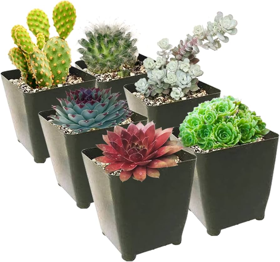 Cómo cultivar suculentas resistentes al frío en la Zona 5