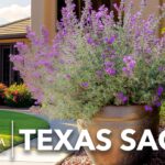 Cómo cultivar Texas Sage con éxito en tu jardín