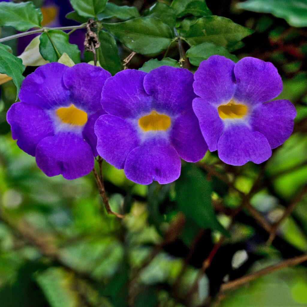 Cómo cultivar thunbergia en macetas de forma exitosa