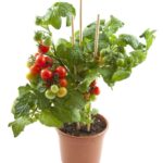 Cómo cultivar tomates cherry en interiores de forma exitosa