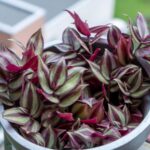 Cómo cultivar tradescantia zebrina en exteriores