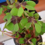 Cómo cultivar trébol en macetas dentro de casa de forma exitosa