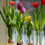 Cómo cultivar tulipanes en agua en interiores