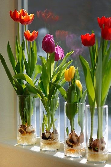 Cómo cultivar tulipanes en agua en interiores