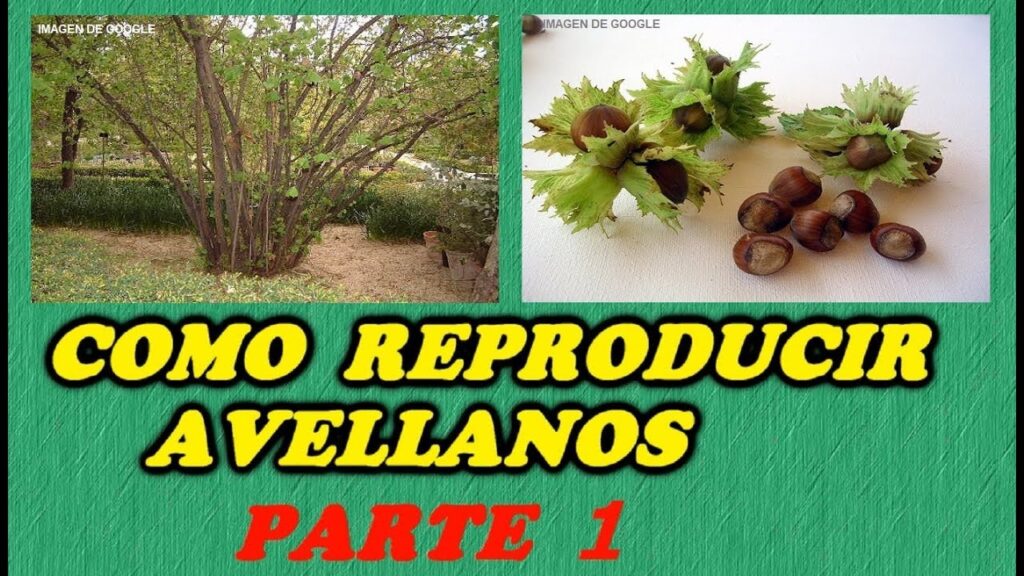 Cómo cultivar un árbol de avellana retorcido en casa