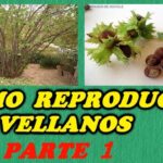 Cómo cultivar un árbol de avellana retorcido en casa