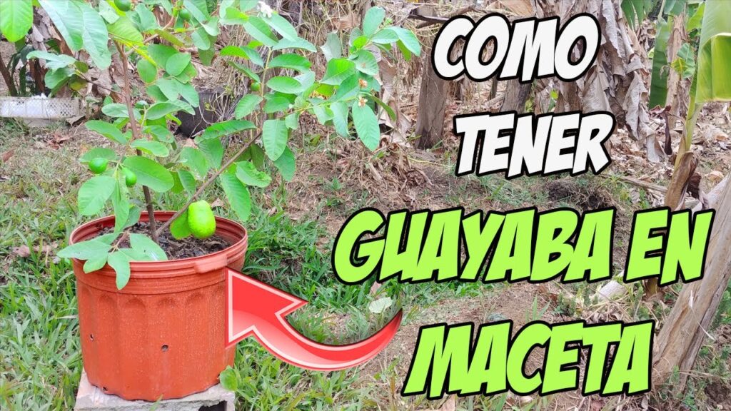 Cómo cultivar un árbol de guayaba en maceta de manera exitosa