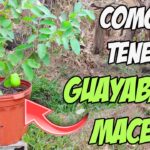 Cómo cultivar un árbol de guayaba en maceta de manera exitosa