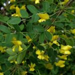 Cómo cultivar un árbol de guisantes Caragana en tu jardín