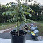 Cómo cultivar un árbol de hojas de curry en el jardín