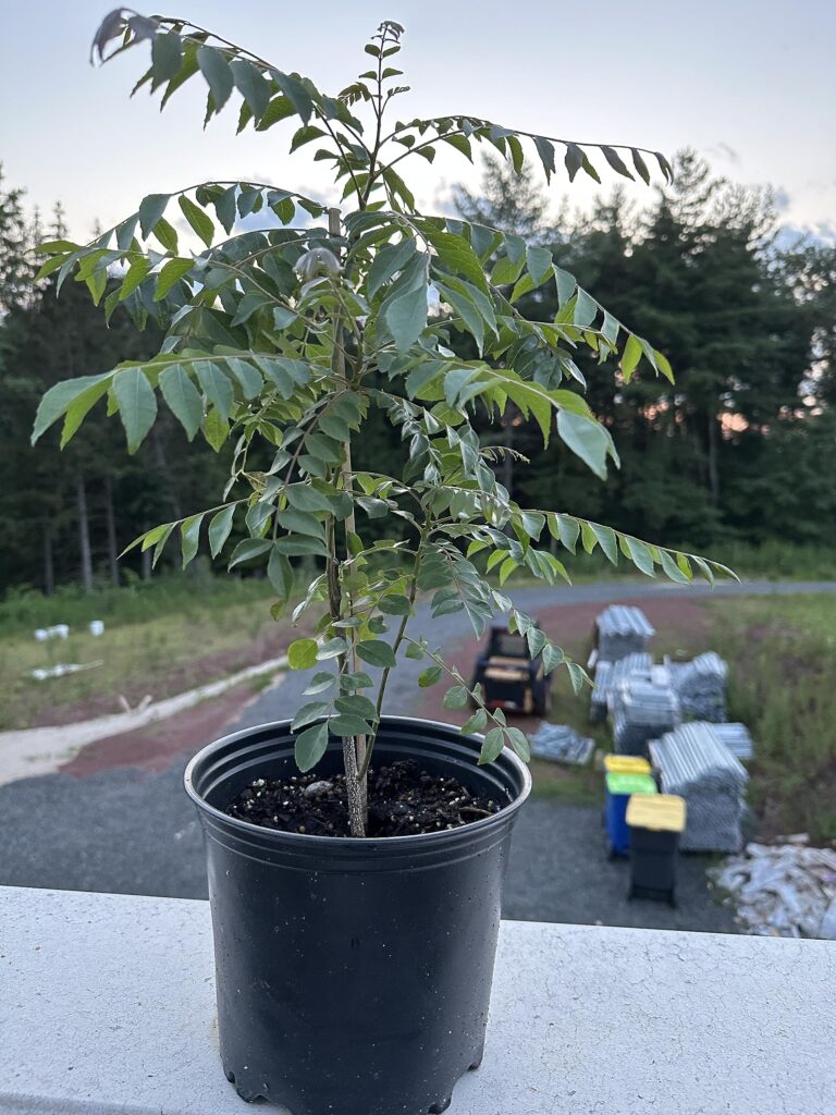 Cómo cultivar un árbol de hojas de curry en el jardín