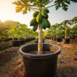 Cómo cultivar un árbol de pawpaw en maceta de forma exitosa