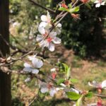 Cómo cultivar un cerezo de Nanking y disfrutar de sus frutos