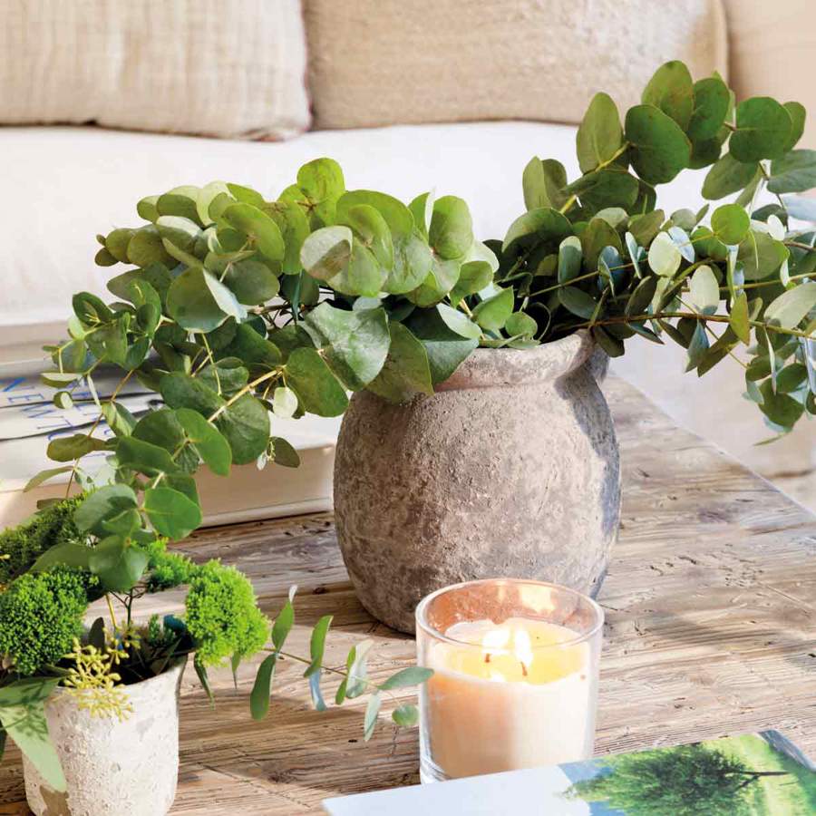 Cómo cultivar un eucalipto de interior en maceta