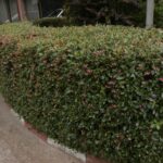 Cómo cultivar un seto de Escallonia correctamente