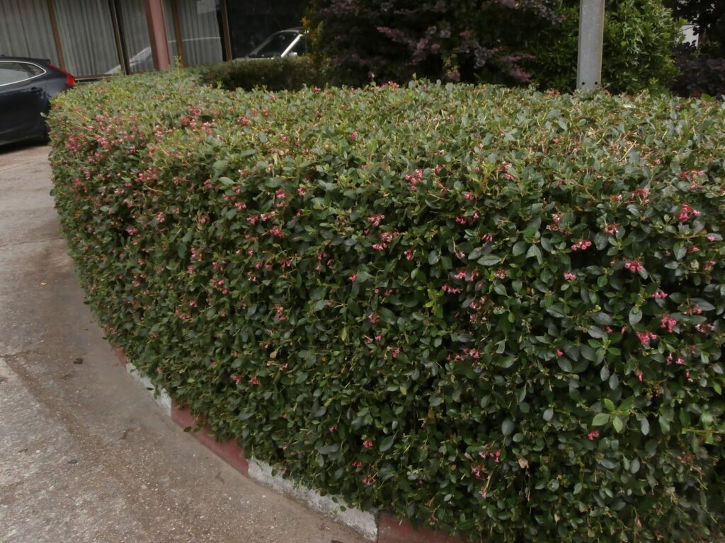 Cómo cultivar un seto de Escallonia correctamente