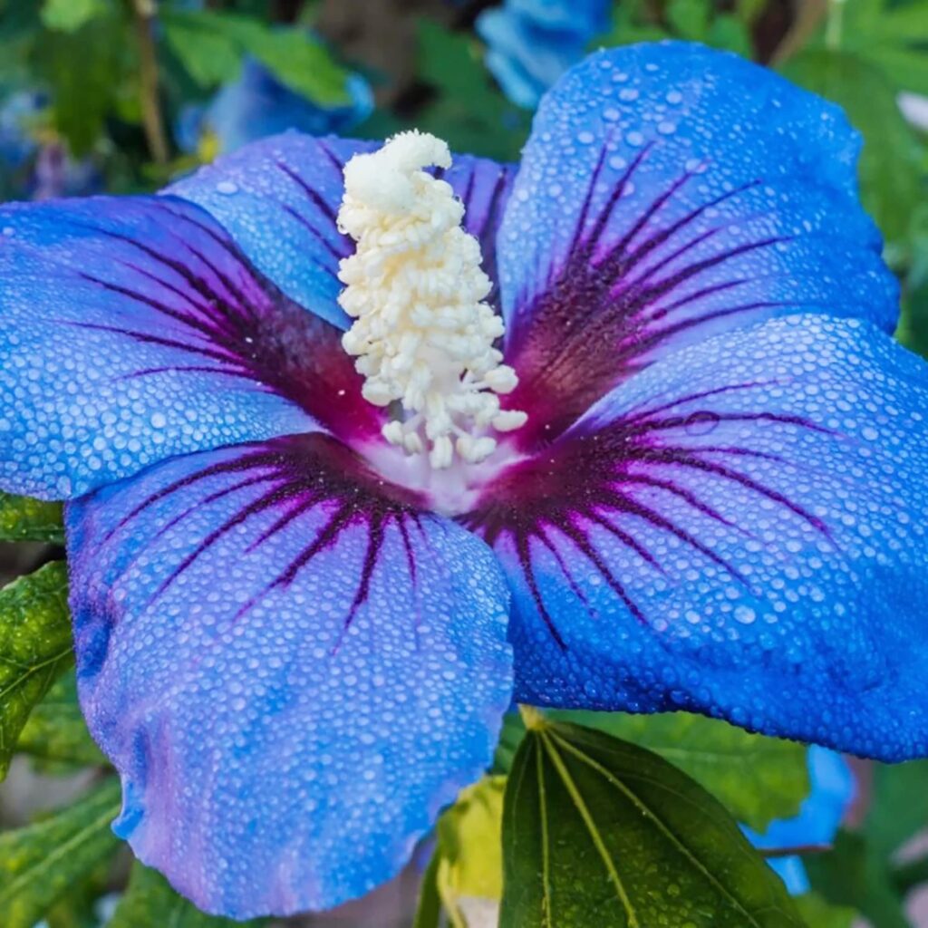 Cómo cultivar una flor de hibisco azul en tu jardín