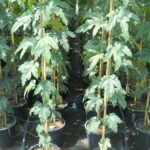 Cómo cultivar una morera ornamental sin frutos de manera exitosa