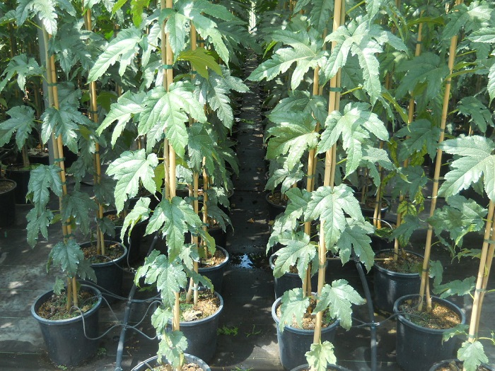 Cómo cultivar una morera ornamental sin frutos de manera exitosa