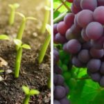 Cómo cultivar una vid de papa en casa de manera sencilla