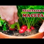 Cómo cultivar vegetales en cajas de ventana con éxito