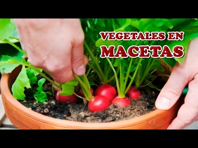 Cómo cultivar vegetales en cajas de ventana con éxito