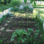Cómo cultivar vegetales en un sótano de forma exitosa