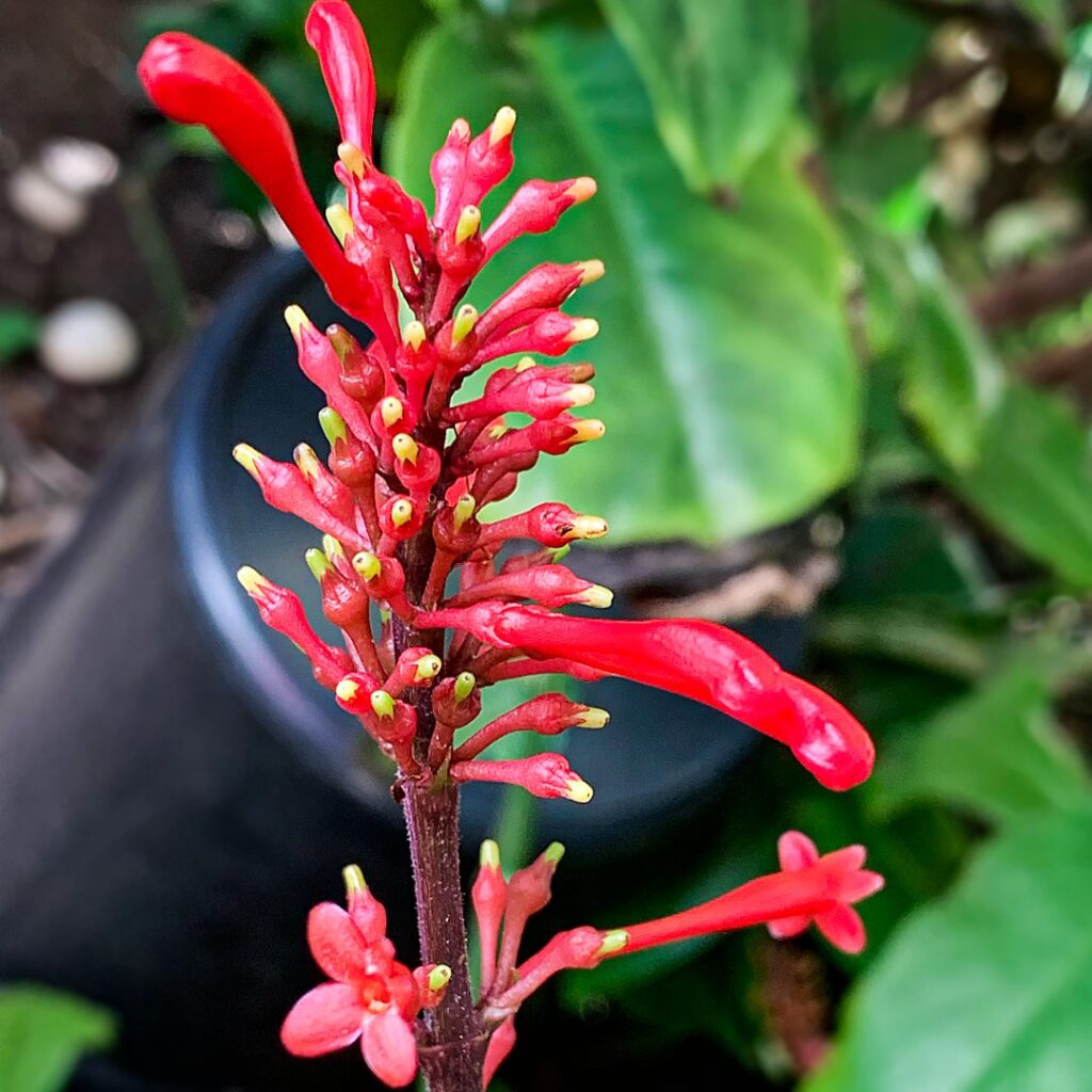 Cómo cultivar viñas de coral con éxito en tu jardín