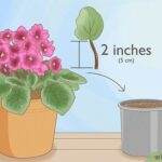 Cómo cultivar violetas africanas desde semillas