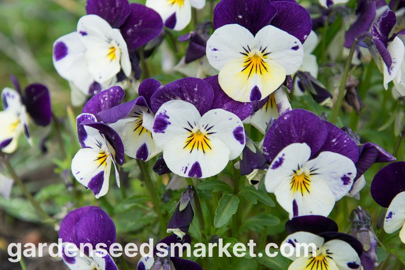 Cómo cultivar violetas Johnny Jump Up en casa