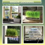 Cómo cultivar wheatgrass en interiores y en el jardín