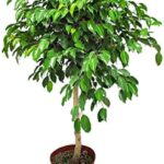 Cómo cultivar Wintergreen en el interior de tu hogar